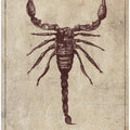 Palamnaersus Specie