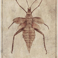 Vintage Insect Illustration