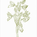 Orchid Harmony