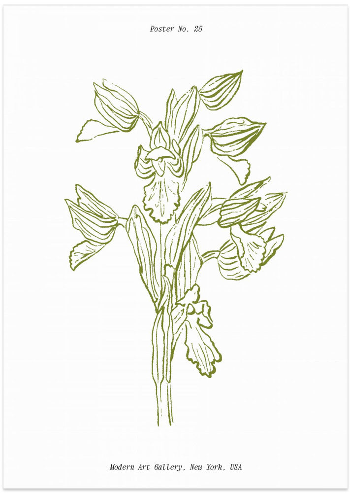 Orchid Harmony