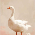 Graceful Goose