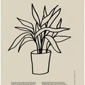 Potted Graceful Lines