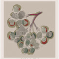 Whimsical Blossoms