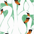 Graceful Swans