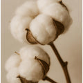 Soft Cotton Dreams