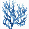 Indigo Reef Harmony