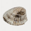 Seashell Serenity