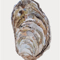 Oyster's Elegance