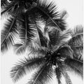 Palm Skies