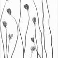Minimal Line Plant