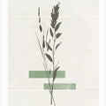 Modern Plants No.3