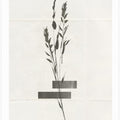 Modern Plants No.4