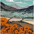 Poppies In The Valley