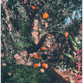 Garden Archives