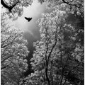 Flight
