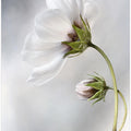 Heavenly Cosmos