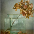 Hydrangea