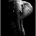 Elephant!