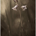 A small flower on the ground