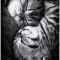 Yin and Yang
