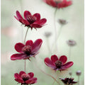 Cosmos sway