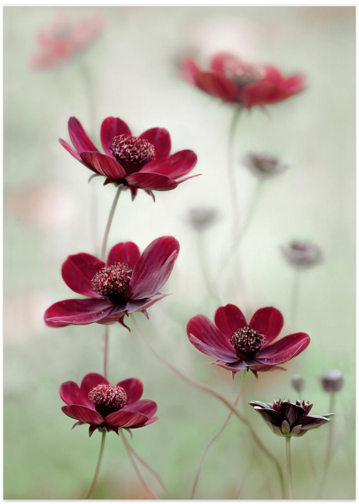 Cosmos sway