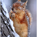 winter