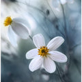 Cosmos