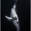 Black Whale