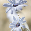 Cape daisies