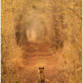 The Tiger in the Tunnel