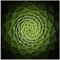 Succulent