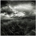 after the storm