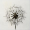 Tragopogon