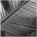 Art Prints of Banana lattice.