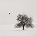Old Cherry Tree