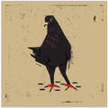 Pigeon