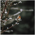 Winter's Perch