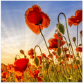 Fascinating poppies
