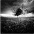 Illusion d'un printemps perdu