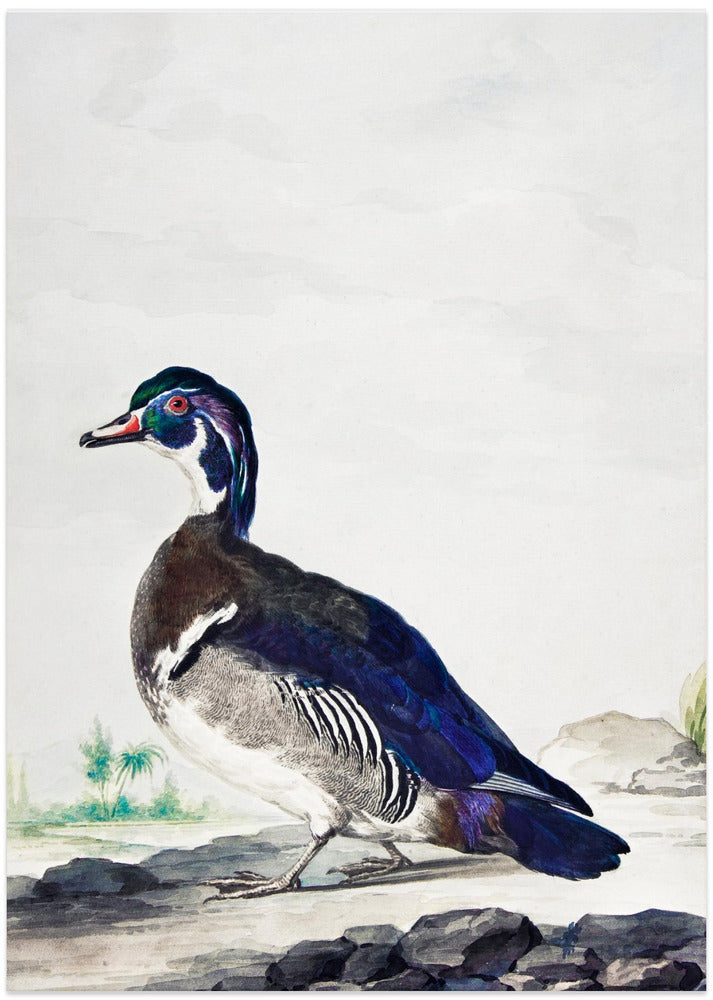 Aert Schouman