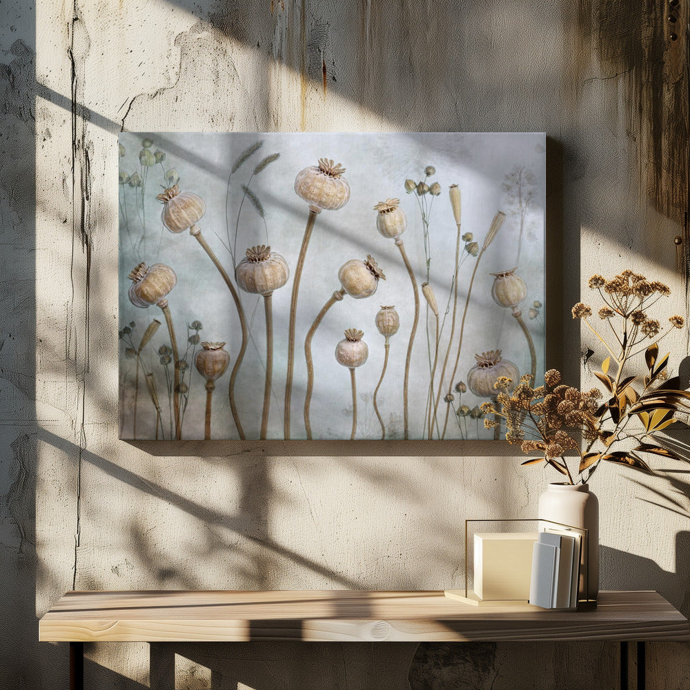 Papaver