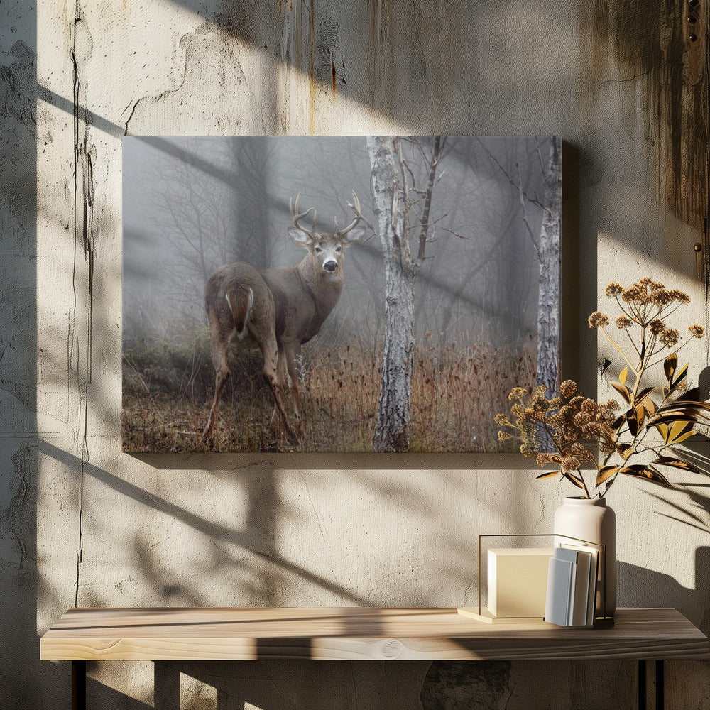 White-tailed buck - In the autumn fog