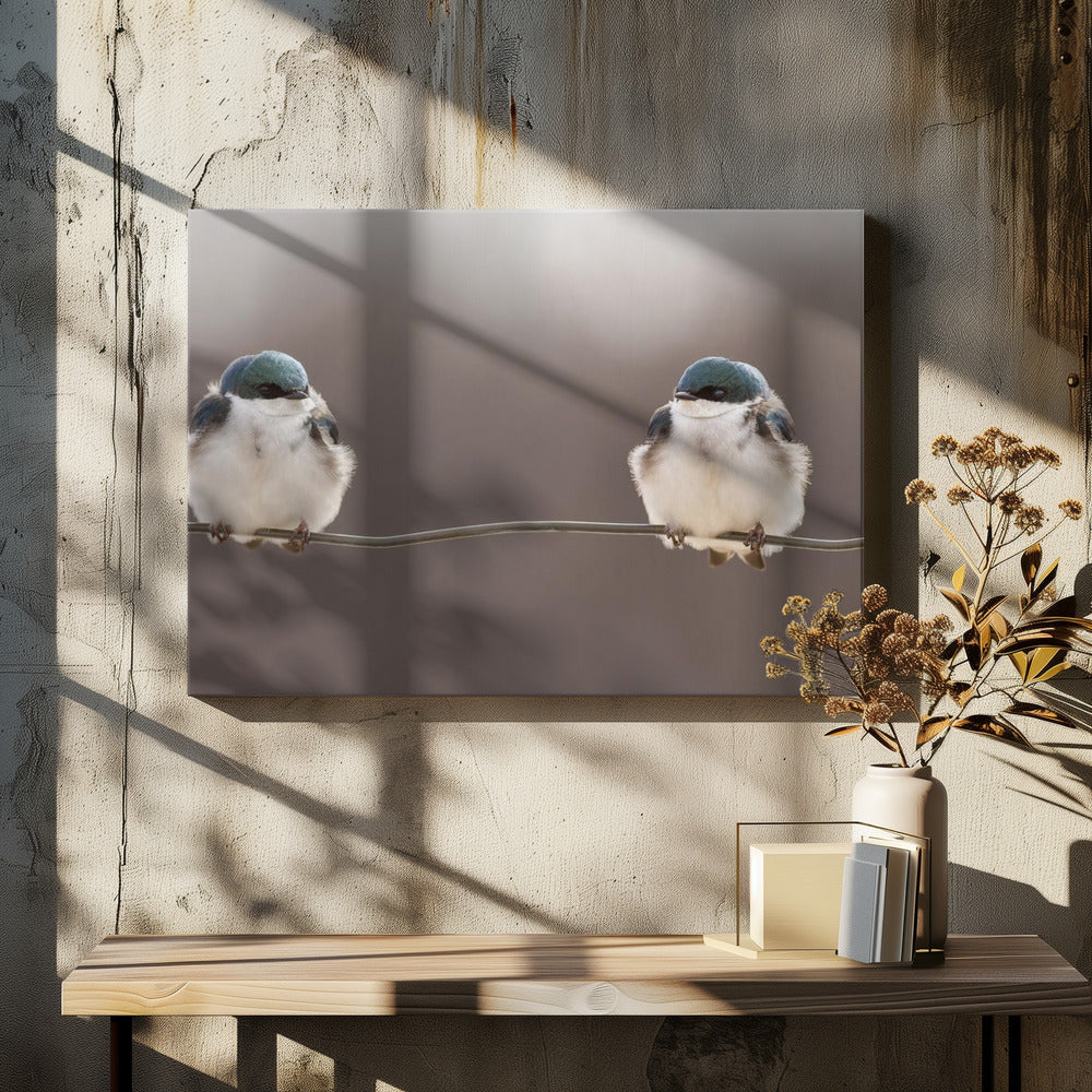 Birds on a wire