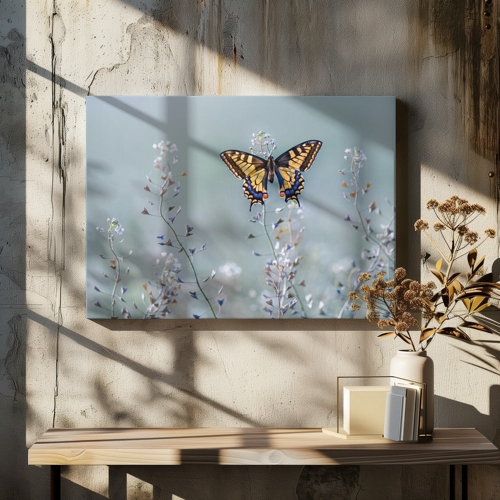 Swallowtail beauty