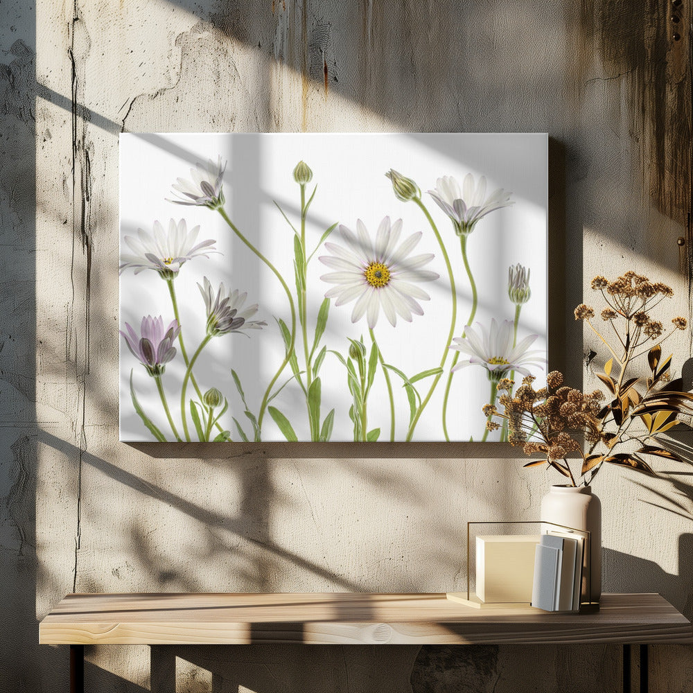 Cape Daisies