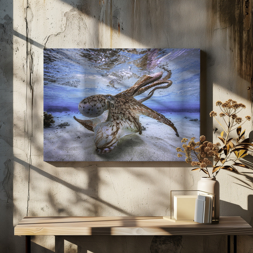 Dancing Octopus