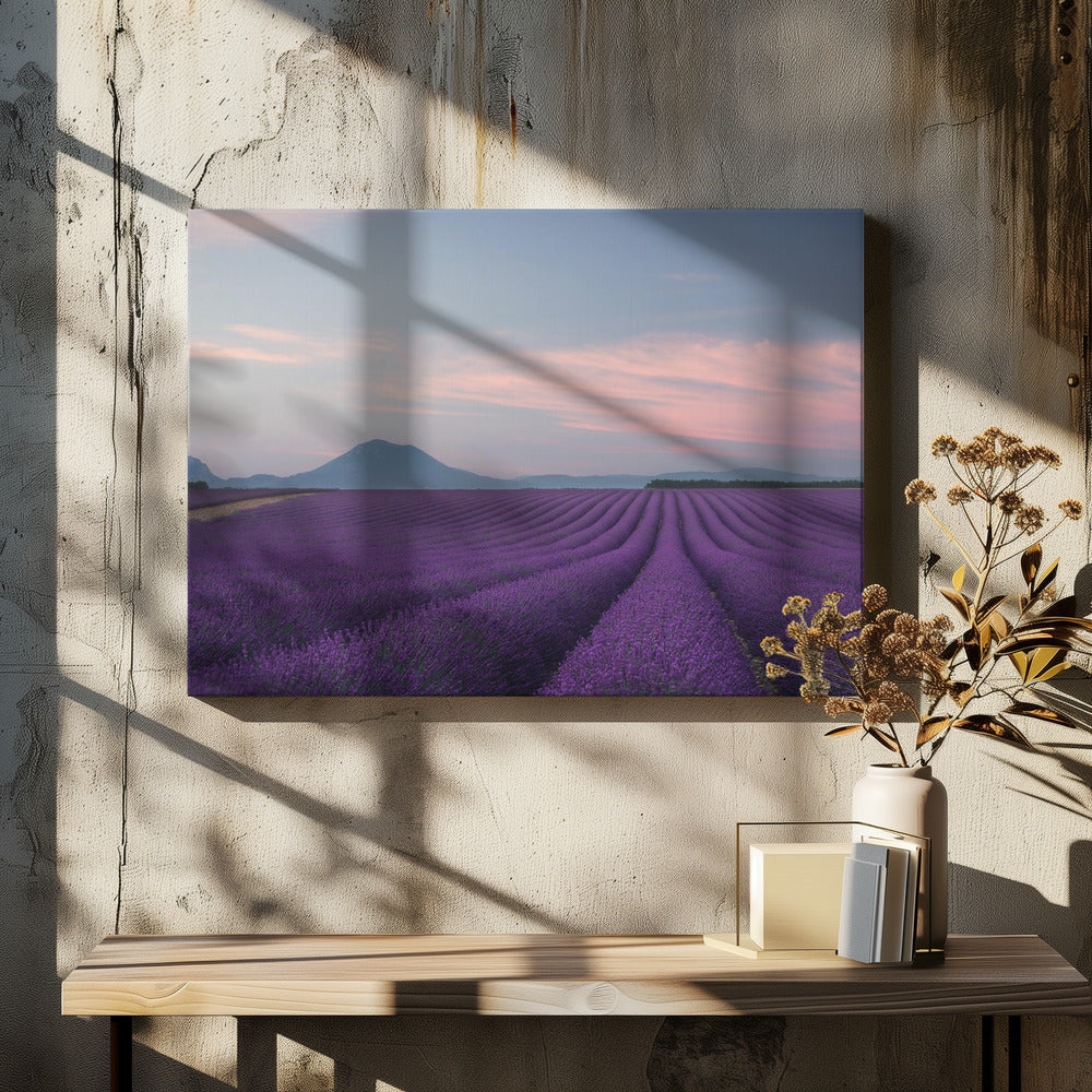 Lavender field
