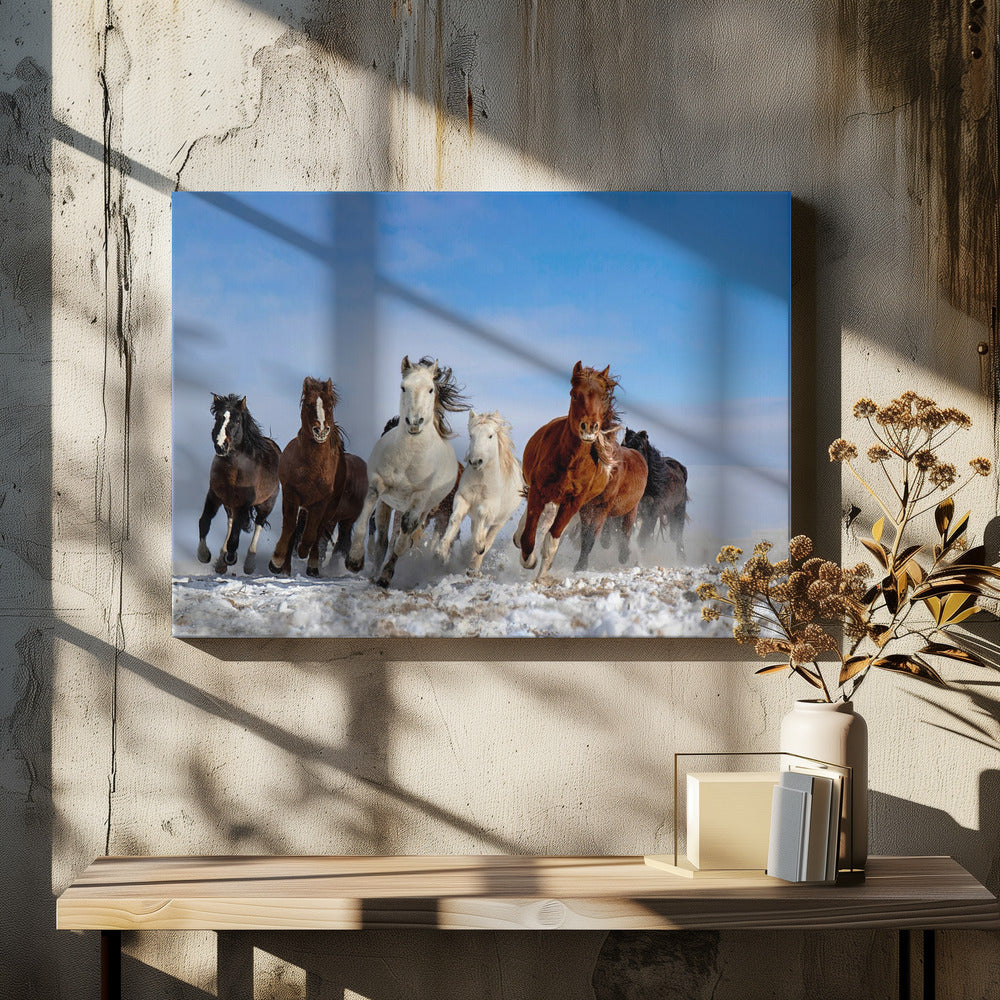 Mongolia Horses