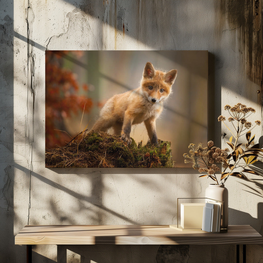 Fox
